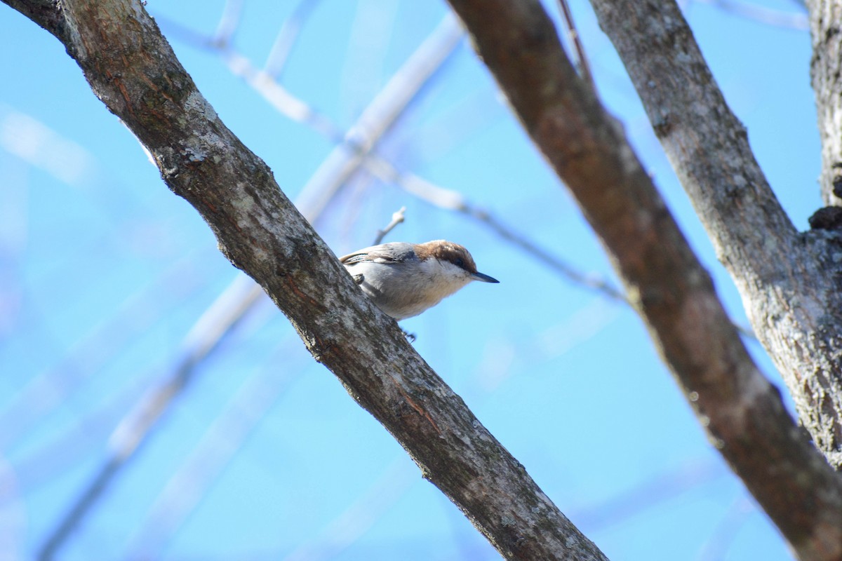 Brown-headed Nuthatch - ML615548848