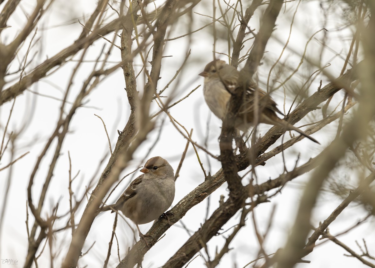 White-crowned Sparrow - ML615548867
