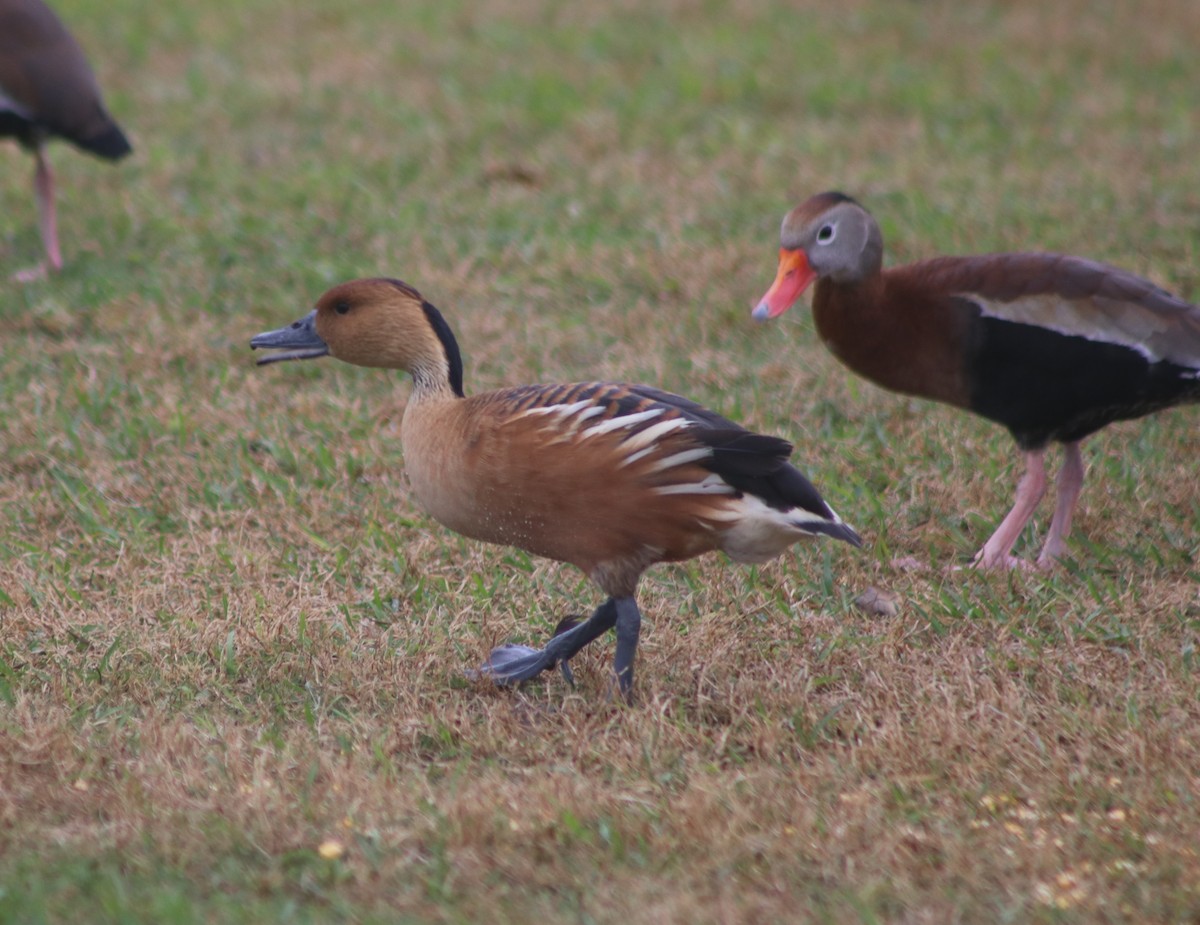 Fulvous Whistling-Duck - ML615548988