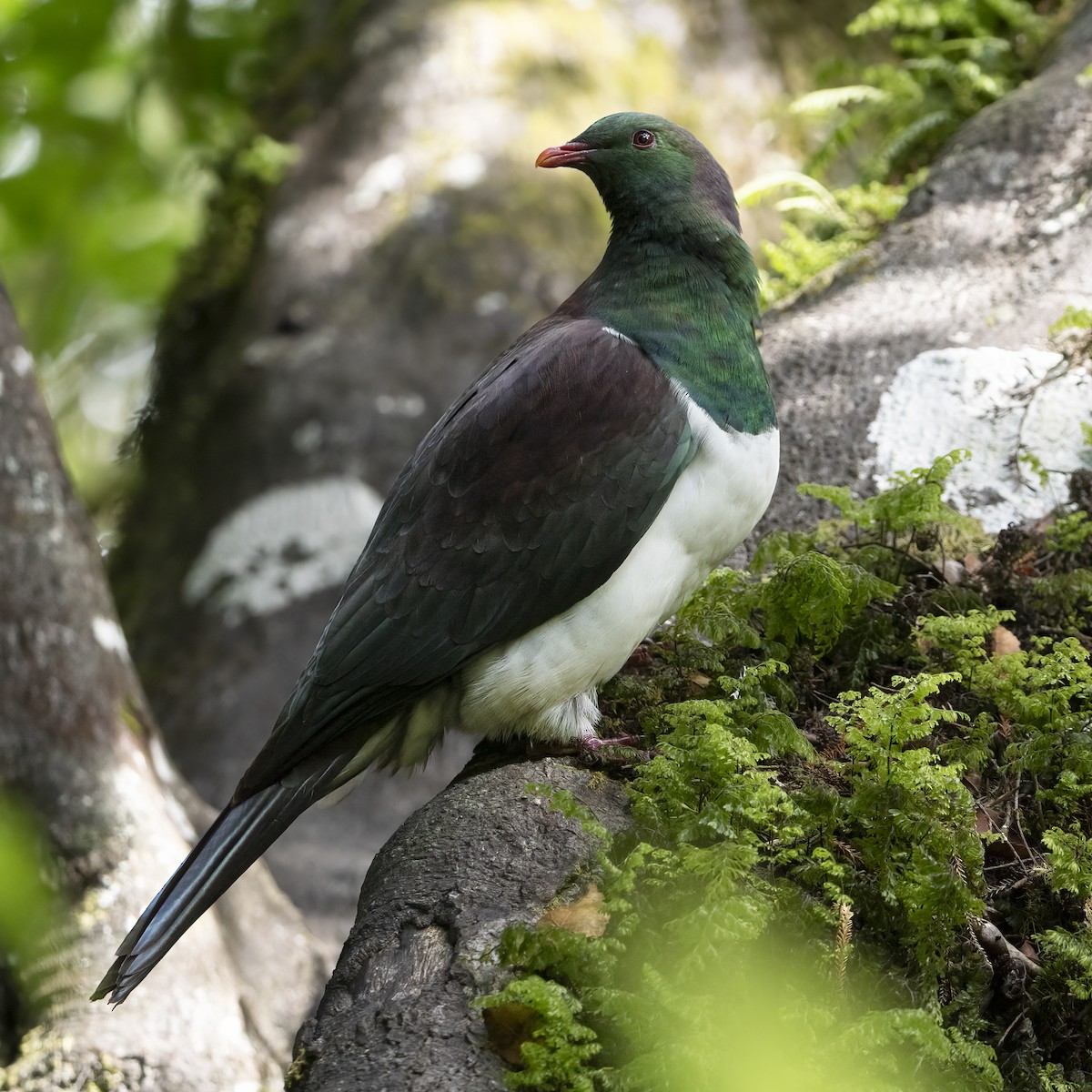 New Zealand Pigeon - ML615549249