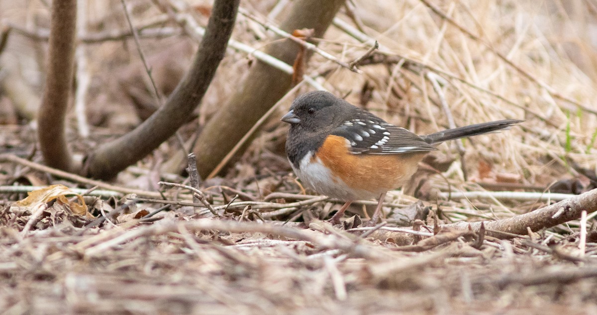 Spotted Towhee - ML615549302