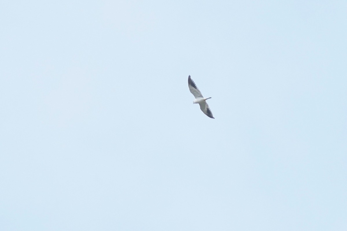 Black-winged Kite (Asian) - ML615549313