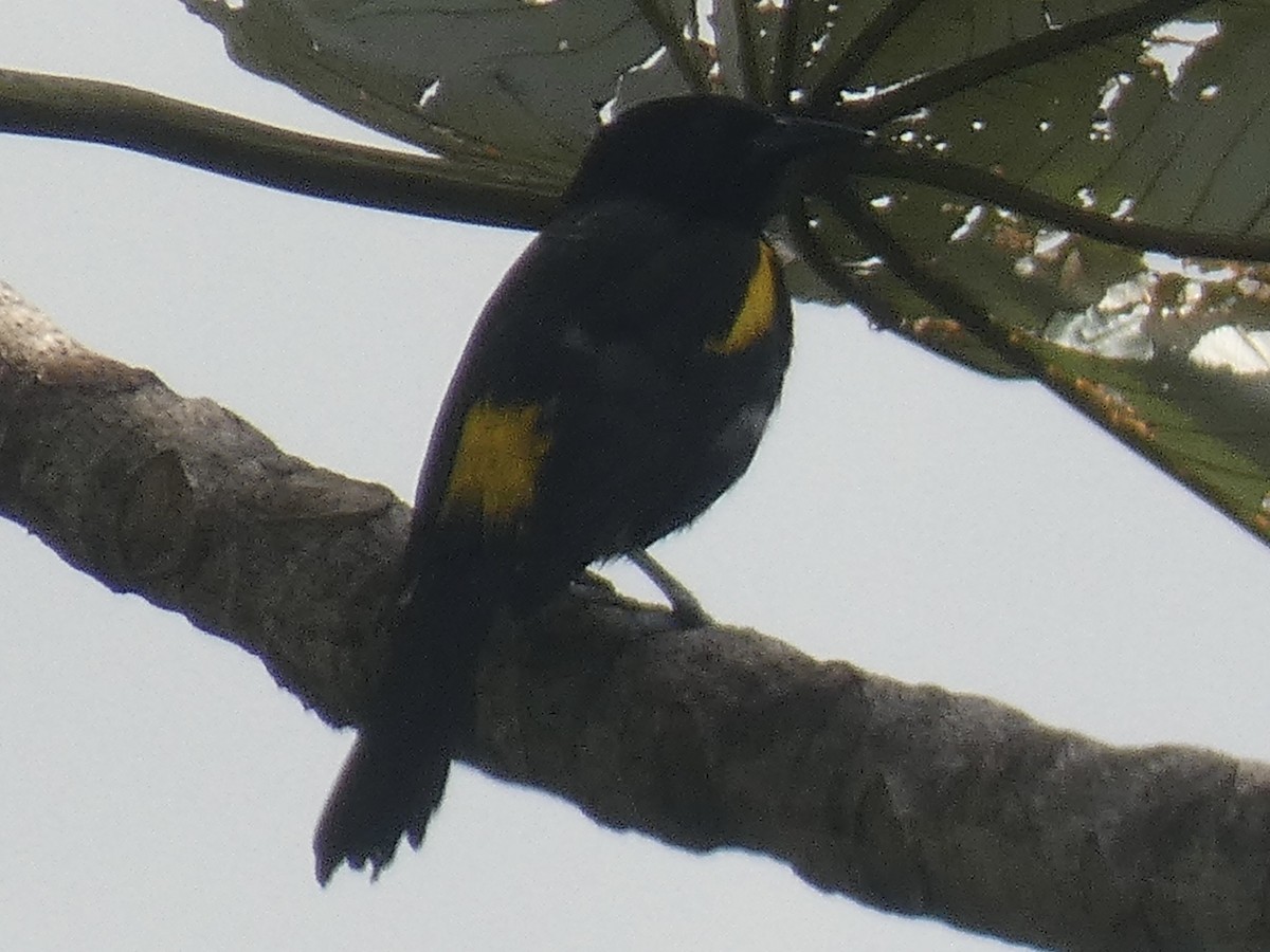Puerto Rican Oriole - Cory Ross