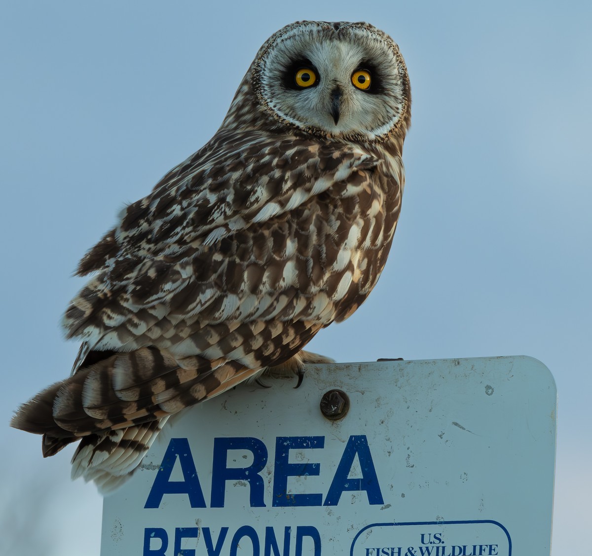 Short-eared Owl - ML615549520
