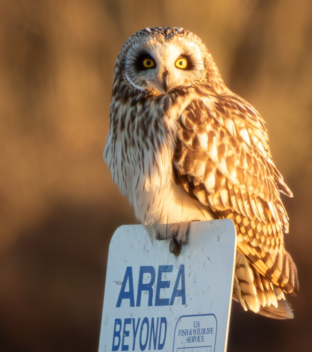 Short-eared Owl - ML615549522