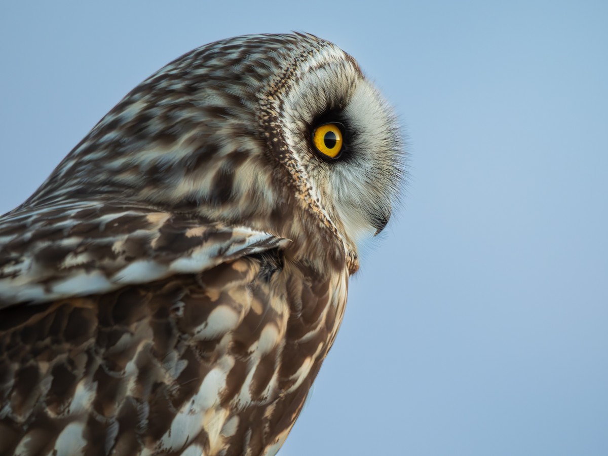Short-eared Owl - ML615549523