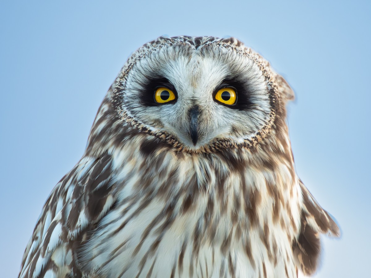 Short-eared Owl - ML615549524