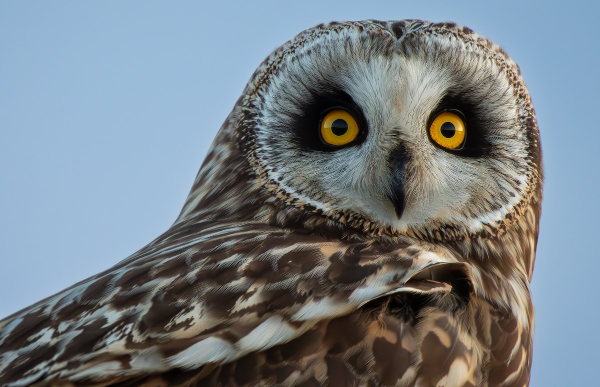 Short-eared Owl - ML615549525