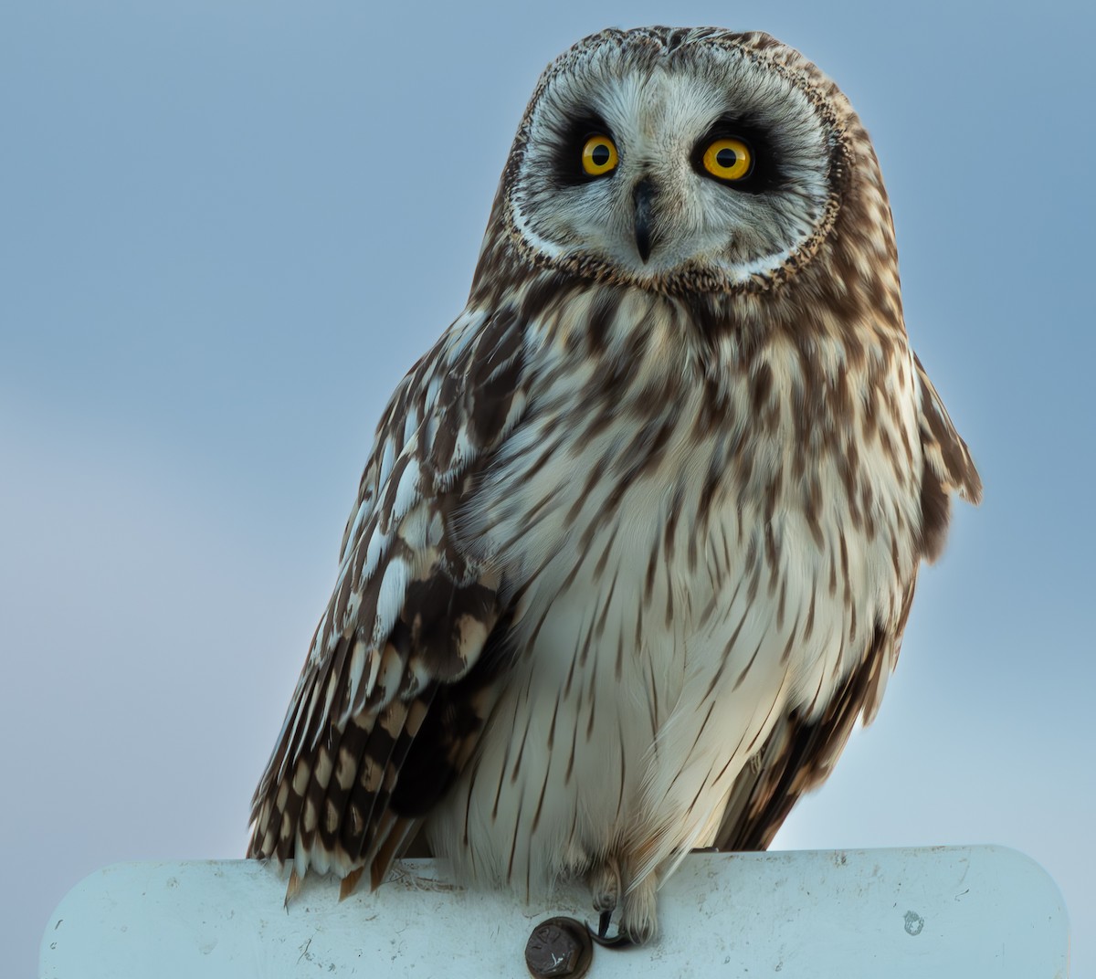 Short-eared Owl - ML615549526