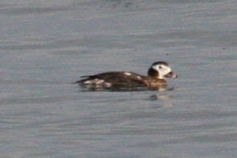 Long-tailed Duck - ML615549744