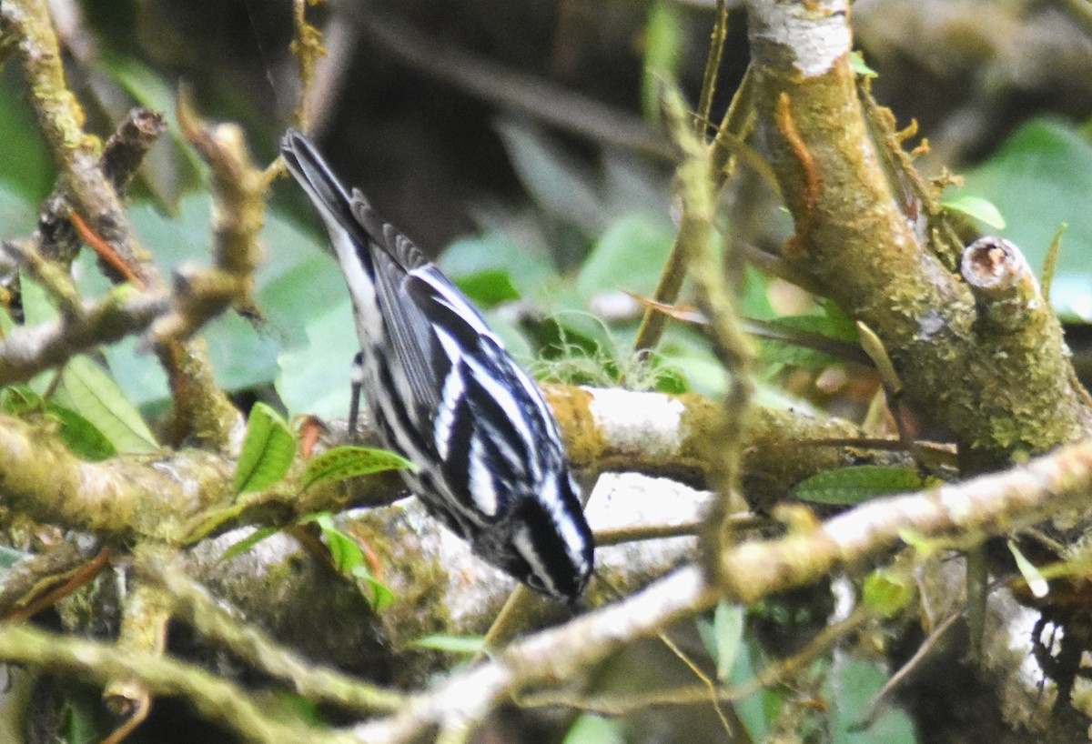 Black-and-white Warbler - ML615549842