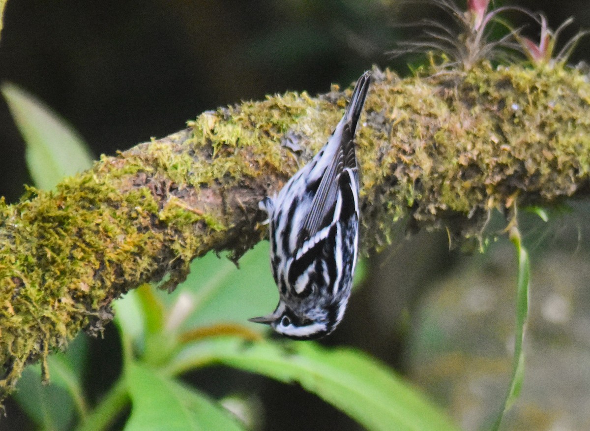 Black-and-white Warbler - ML615549843