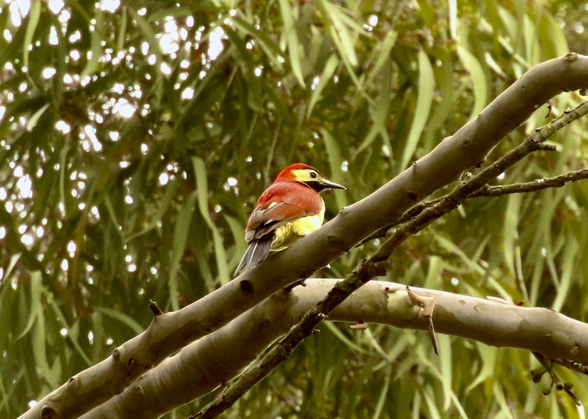 Crimson-mantled Woodpecker - ML615549880