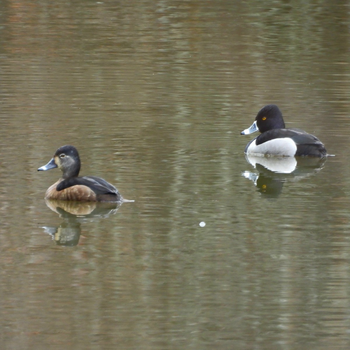 Ring-necked Duck - ML615550247