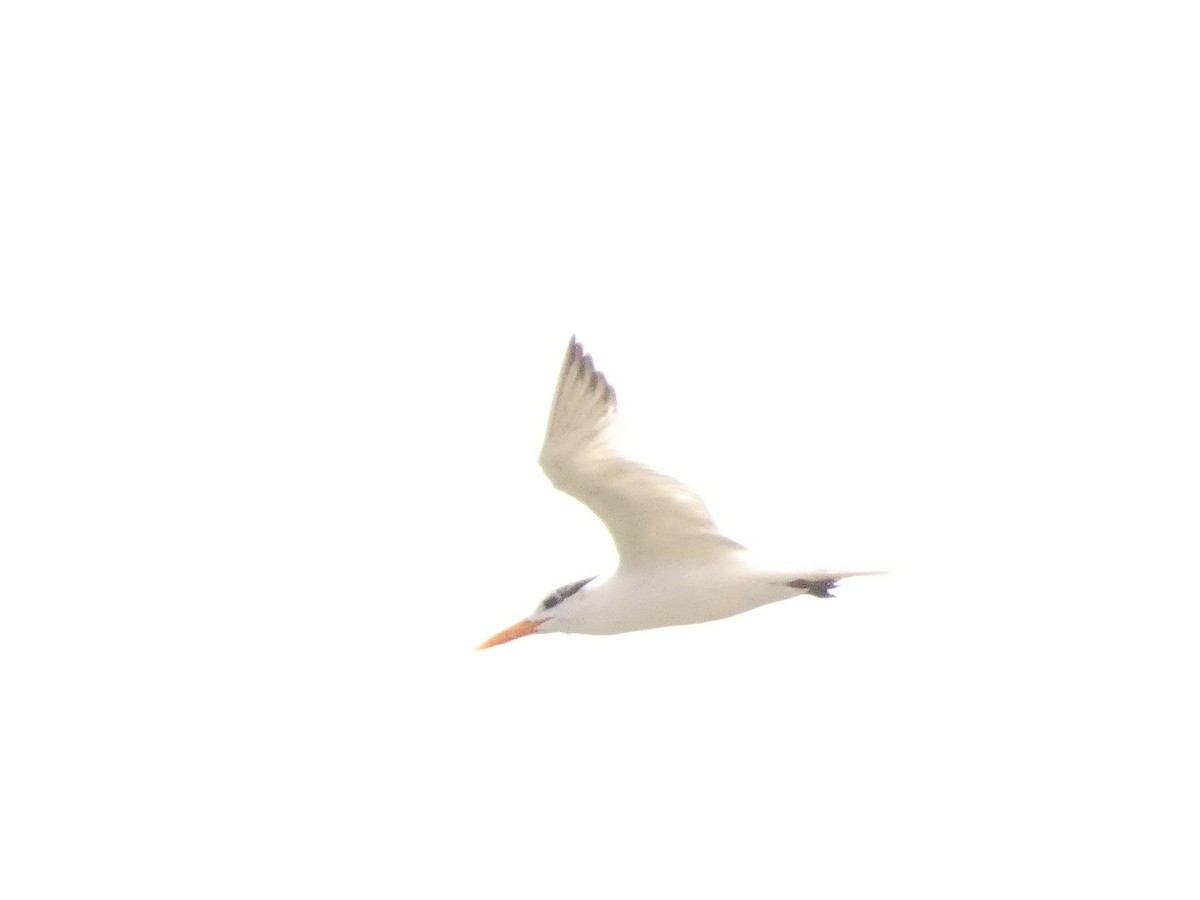 Royal Tern - John Landon