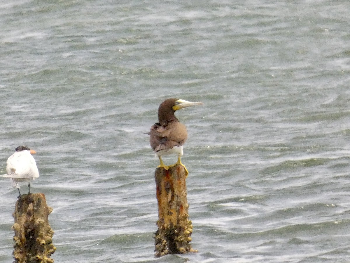 Brown Booby - ML615550389