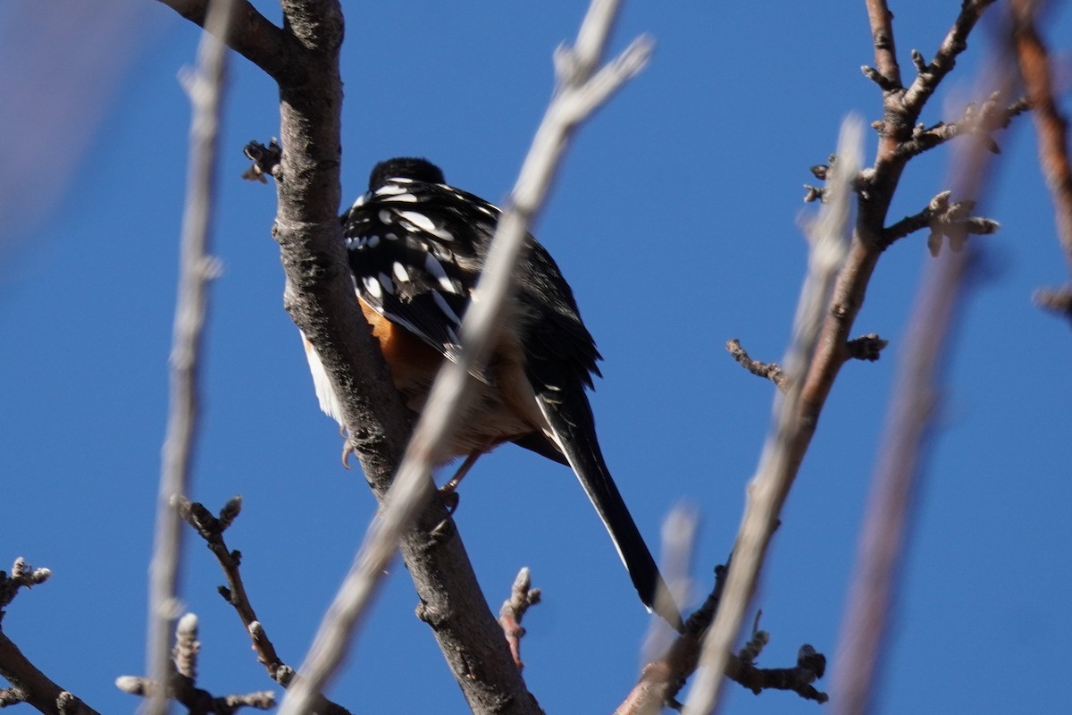 Spotted Towhee - ML615550424