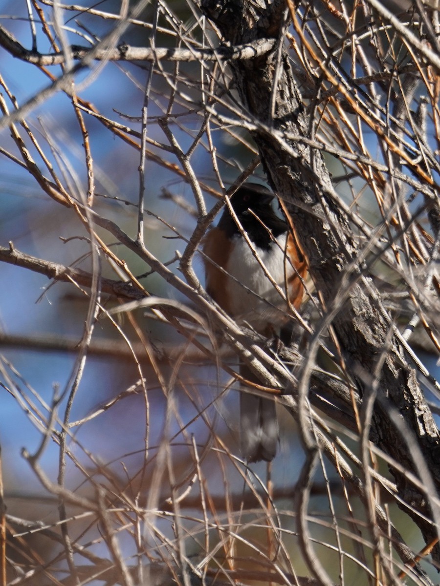 Spotted Towhee - ML615550425