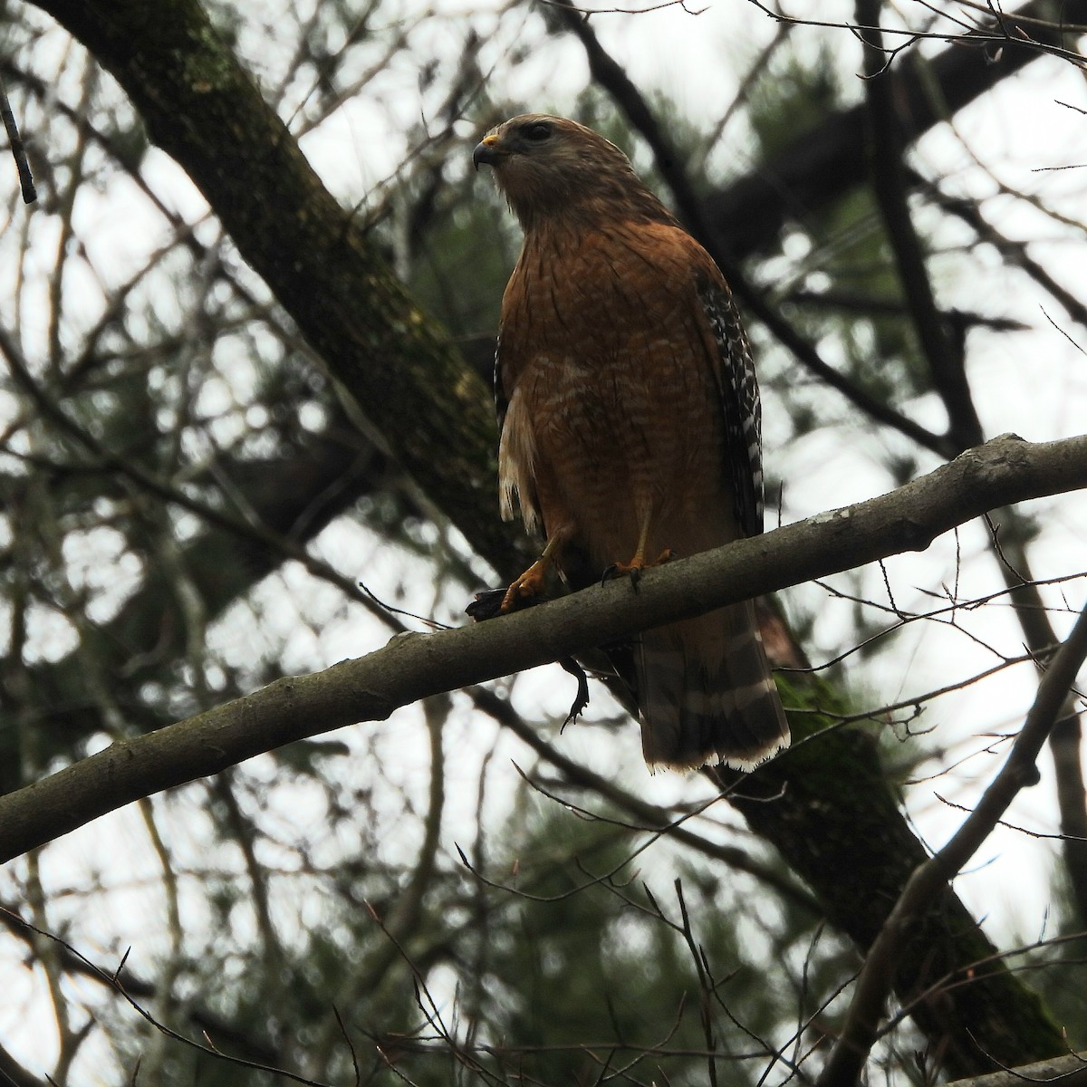 Red-shouldered Hawk - Till Dohse