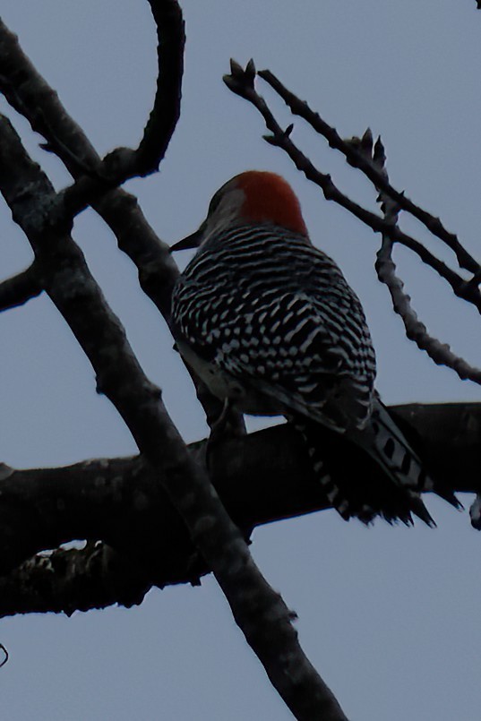 Red-bellied Woodpecker - Cindy Gimbert
