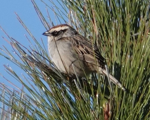 Striped Sparrow - ML615550674