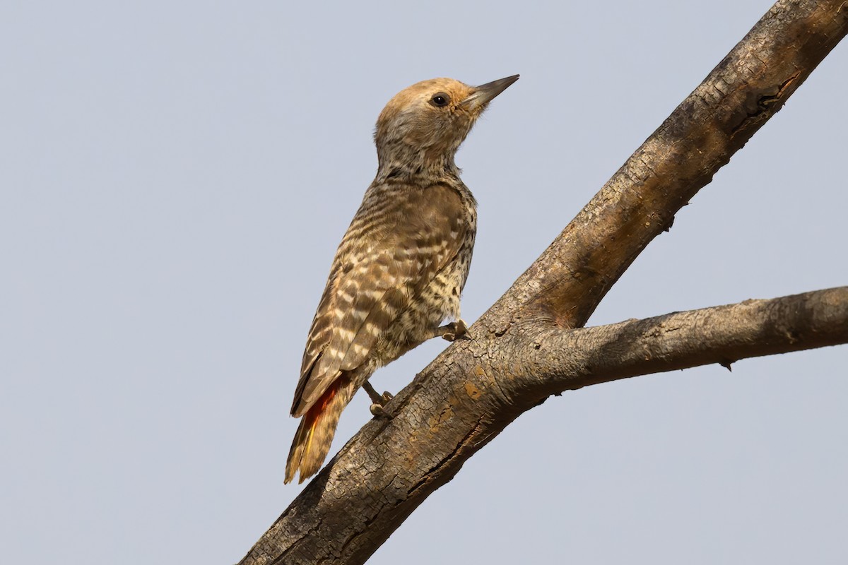Little Gray Woodpecker - ML615550695
