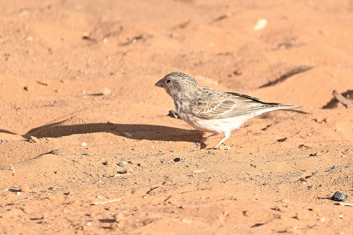 White-rumped Seedeater - ML615550697
