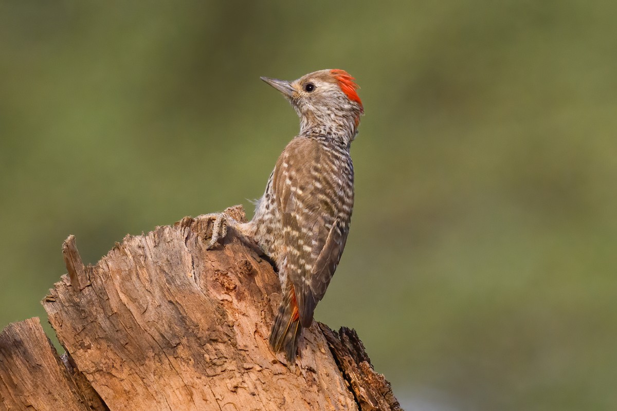 Little Gray Woodpecker - ML615550699