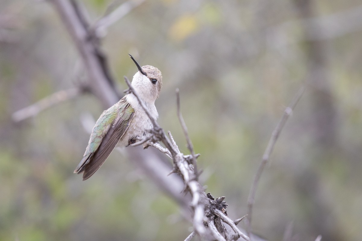 Costa's Hummingbird - ML615550734