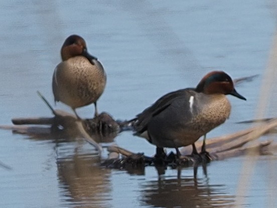 Green-winged Teal - ML615550759