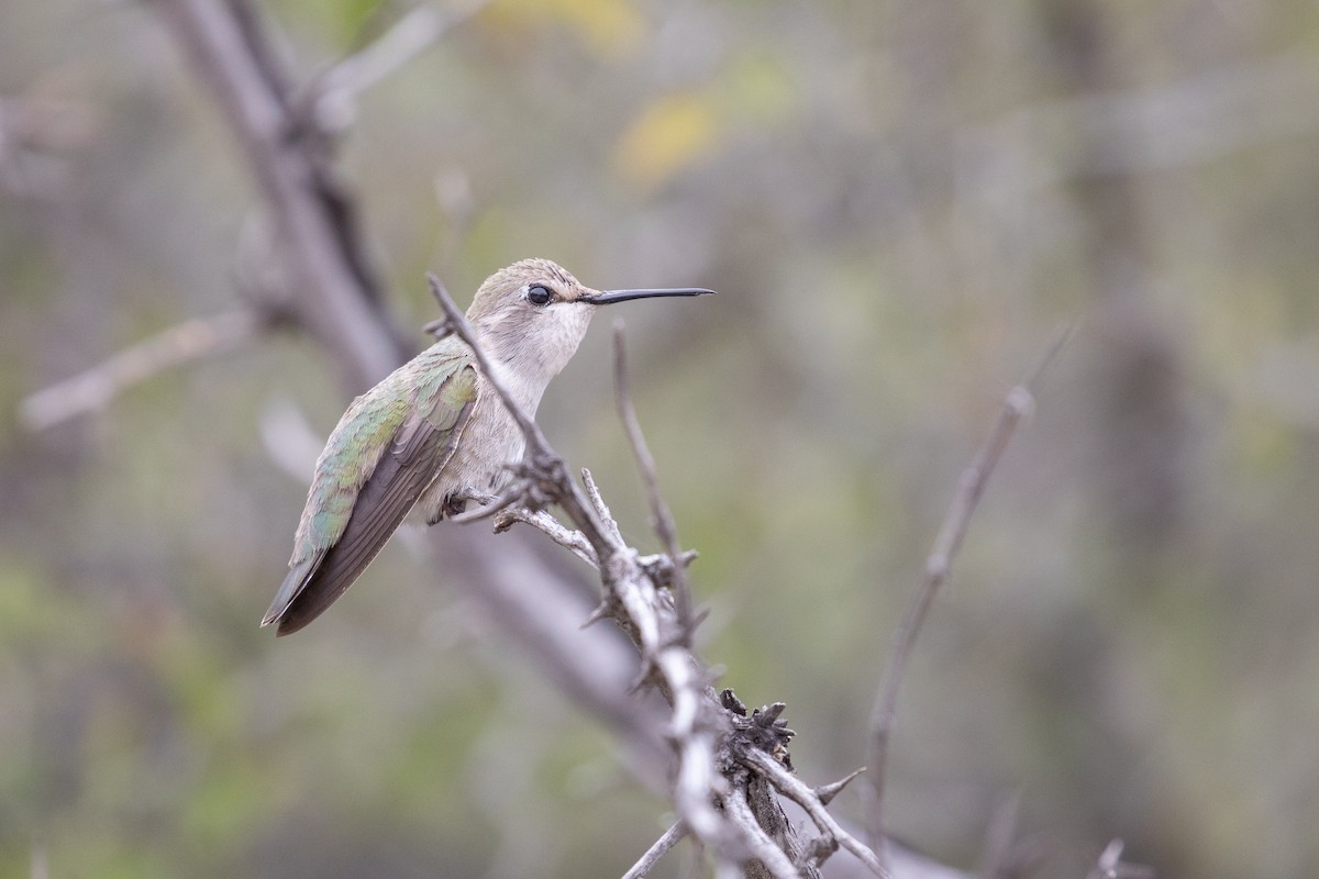 Costa's Hummingbird - Michael Sadat