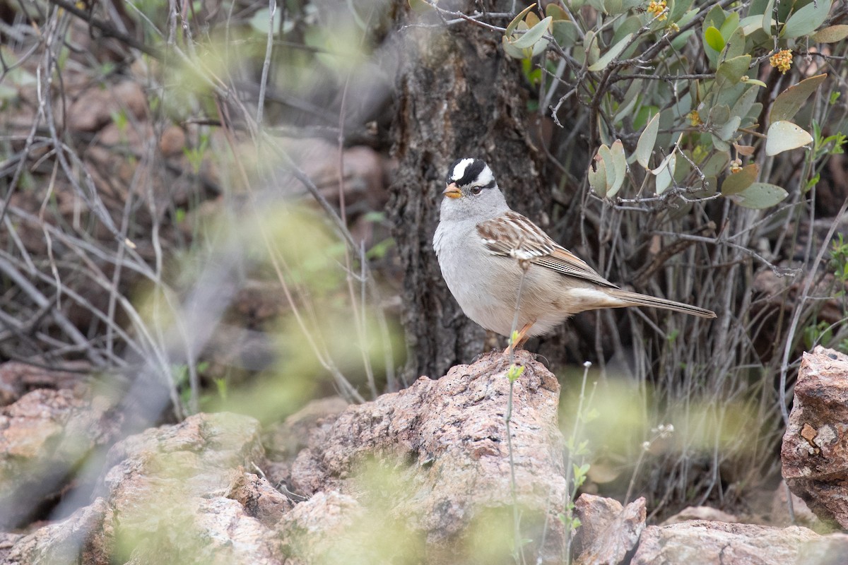 White-crowned Sparrow (Gambel's) - ML615550811
