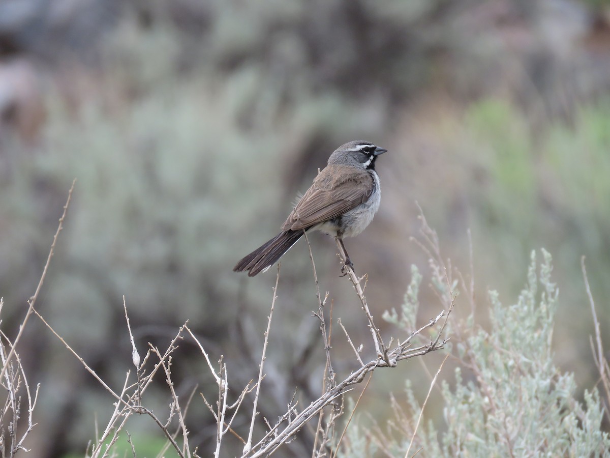 Black-throated Sparrow - ML615551055