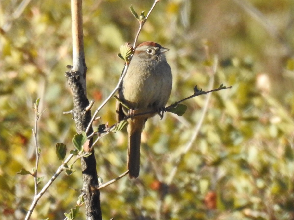 Rufous-crowned Sparrow - ML615551177