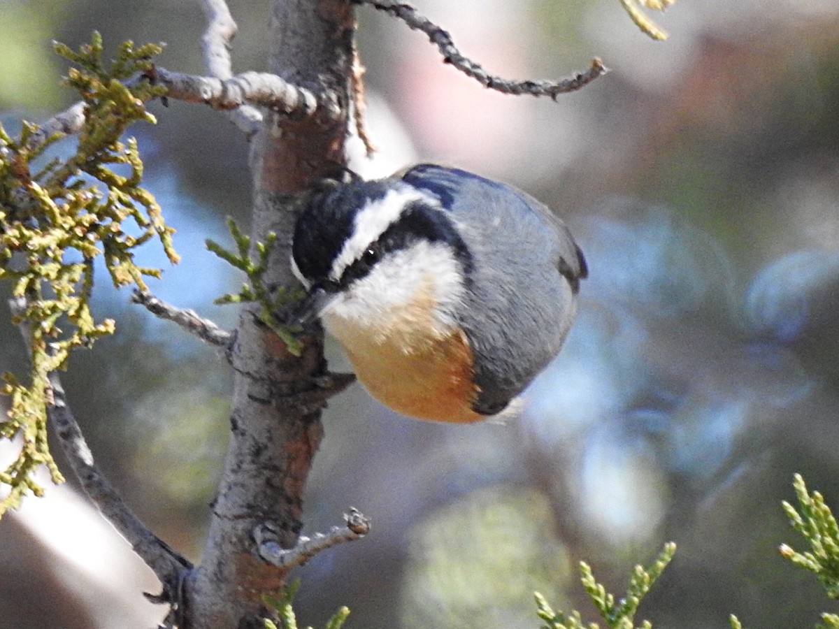 Red-breasted Nuthatch - ML615551246