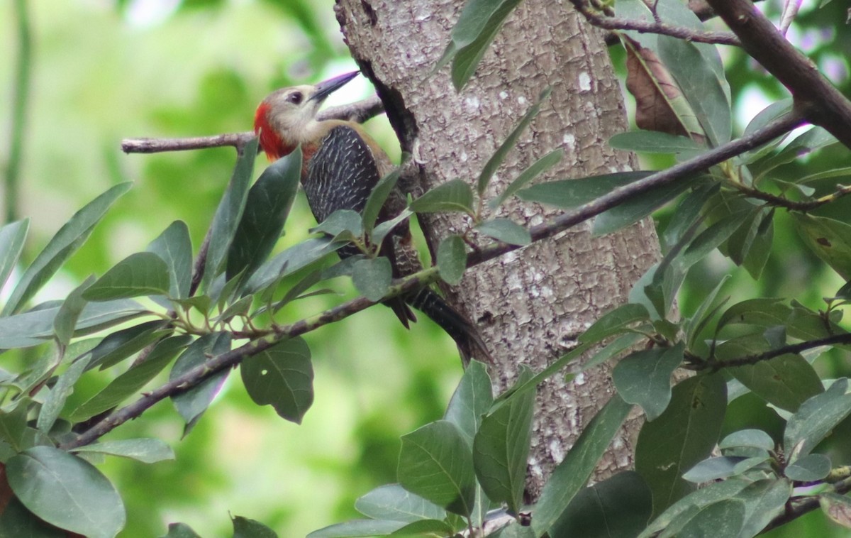 Jamaican Woodpecker - ML615551581