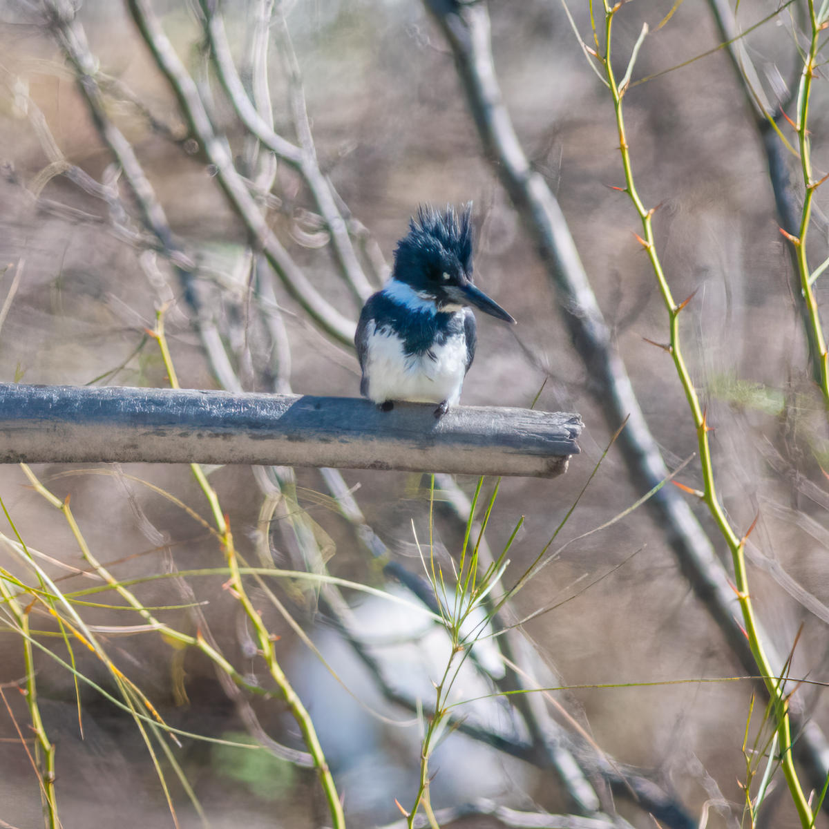 Belted Kingfisher - ML615551593