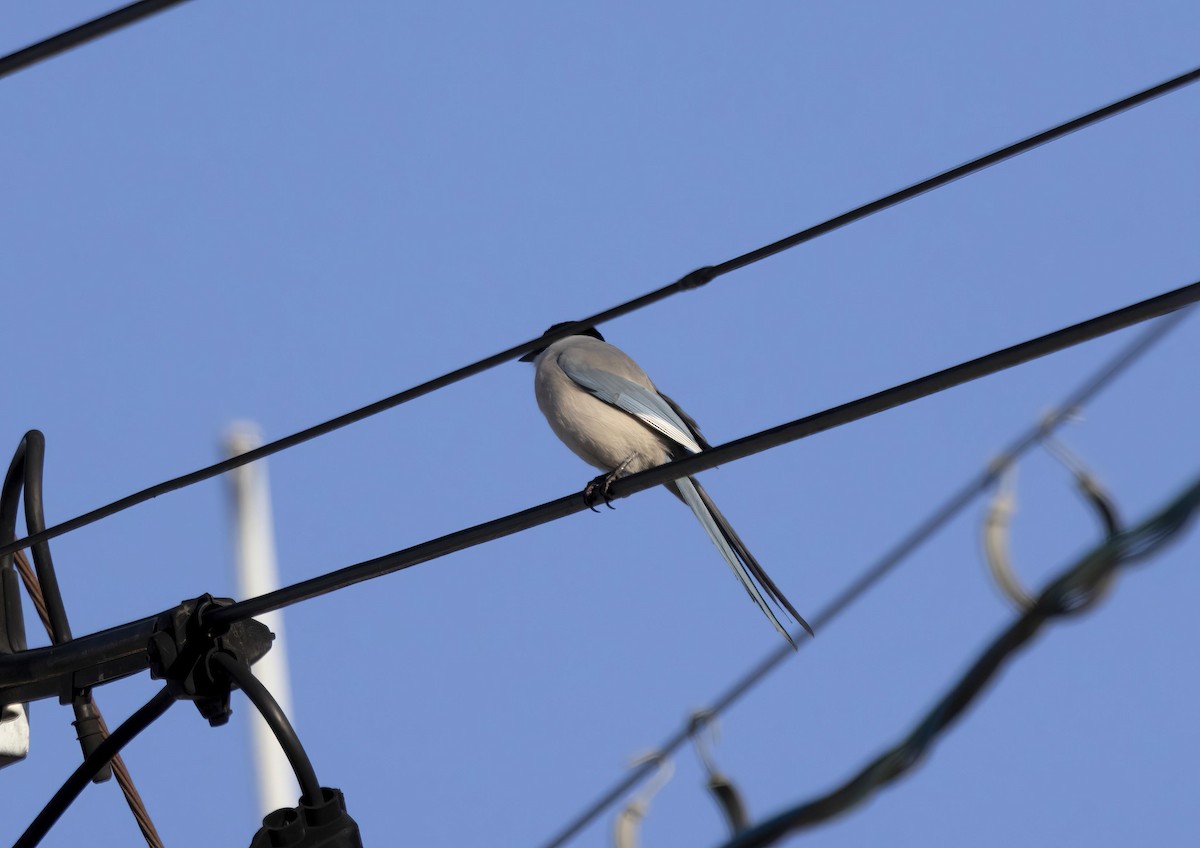 Azure-winged Magpie - Peter Candido