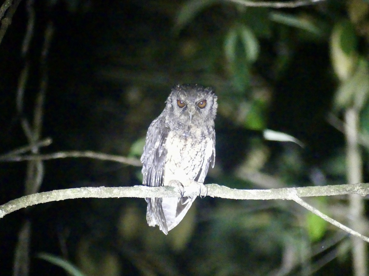 Tawny-bellied Screech-Owl - ML615551711