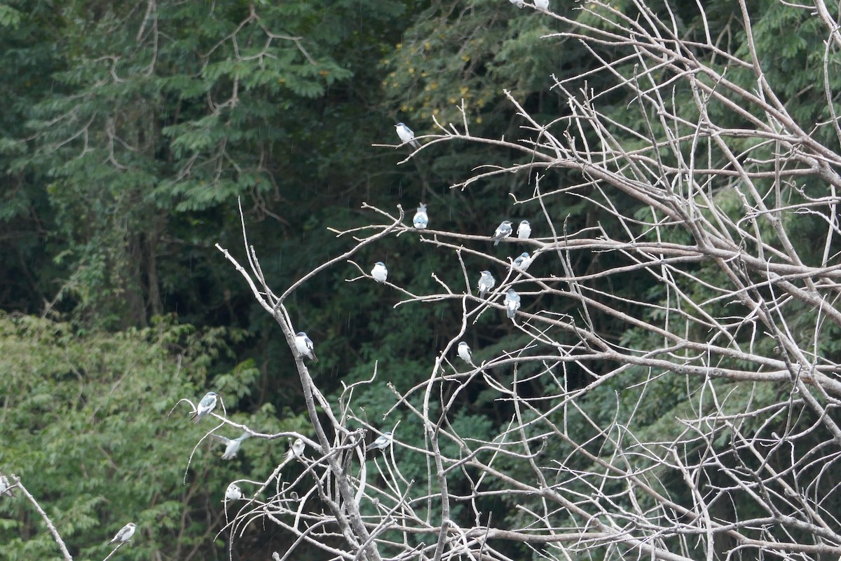 White-winged Swallow - Alison Huey