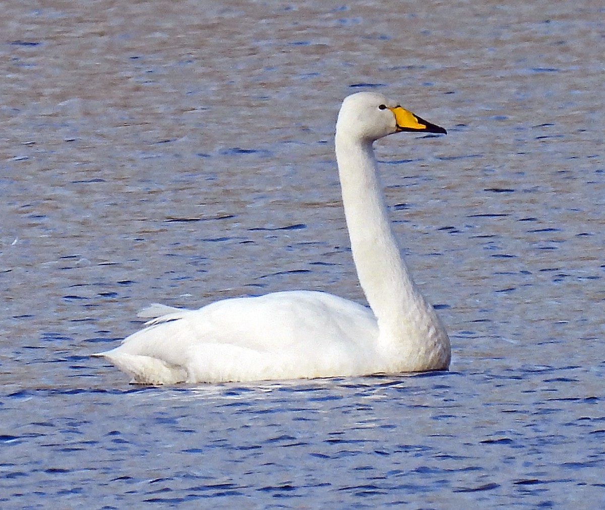 Whooper Swan - ML615551880