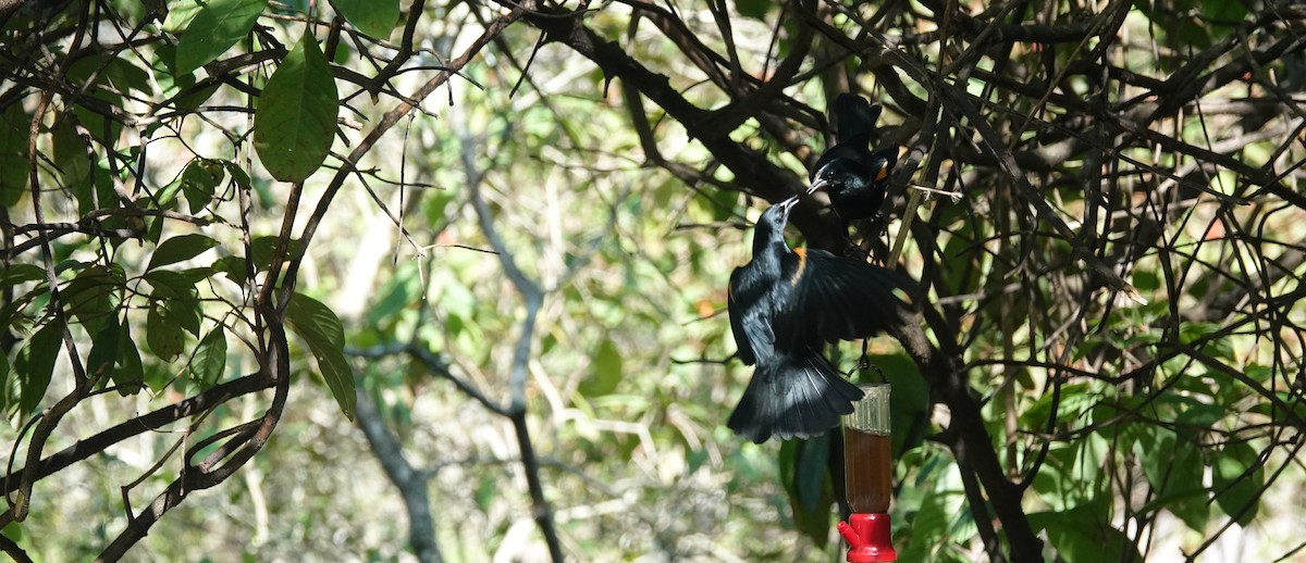 Tawny-shouldered Blackbird - Robin Welsh