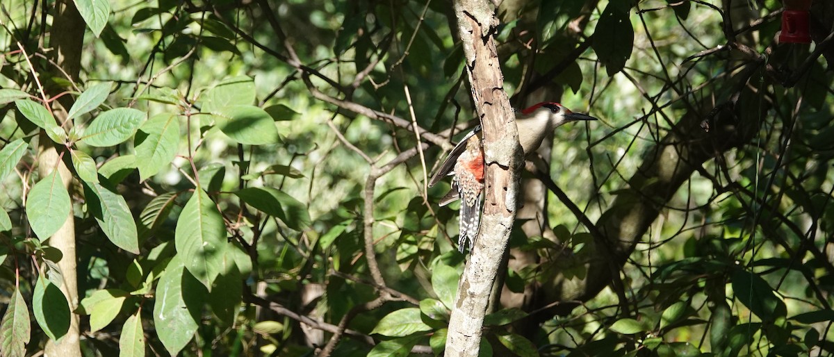 West Indian Woodpecker - ML615551954