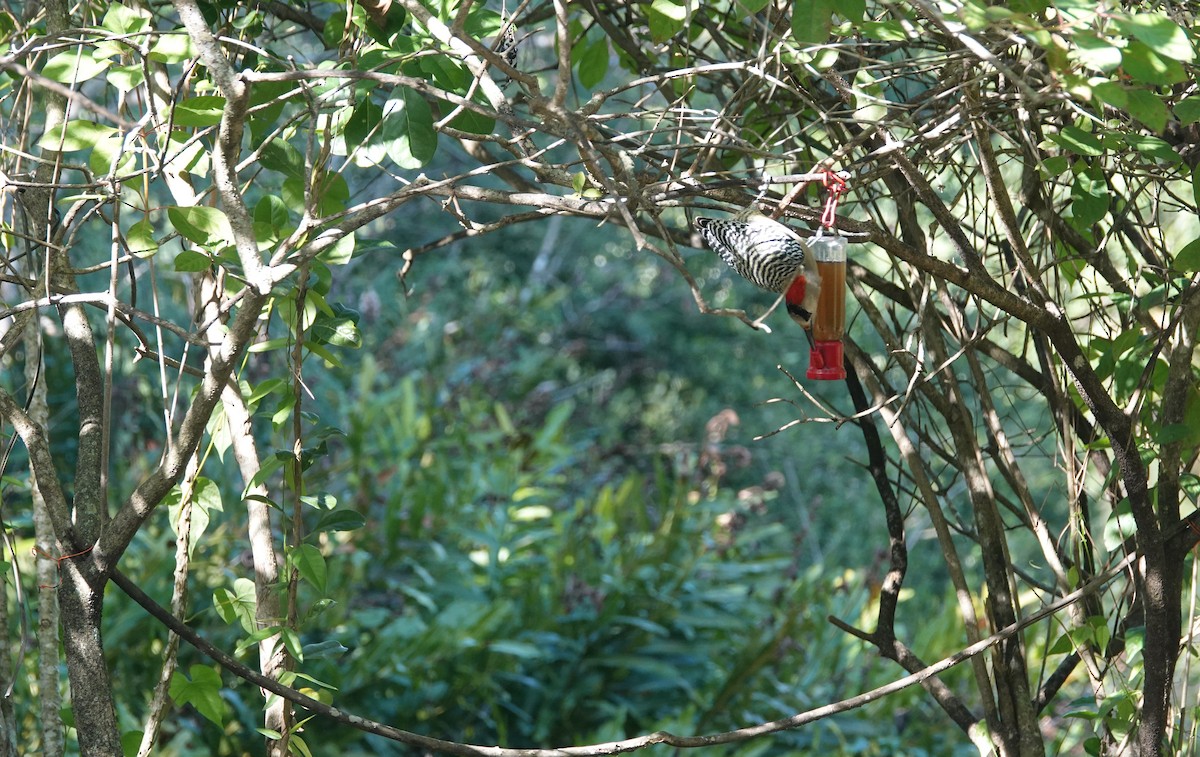 West Indian Woodpecker - ML615551972