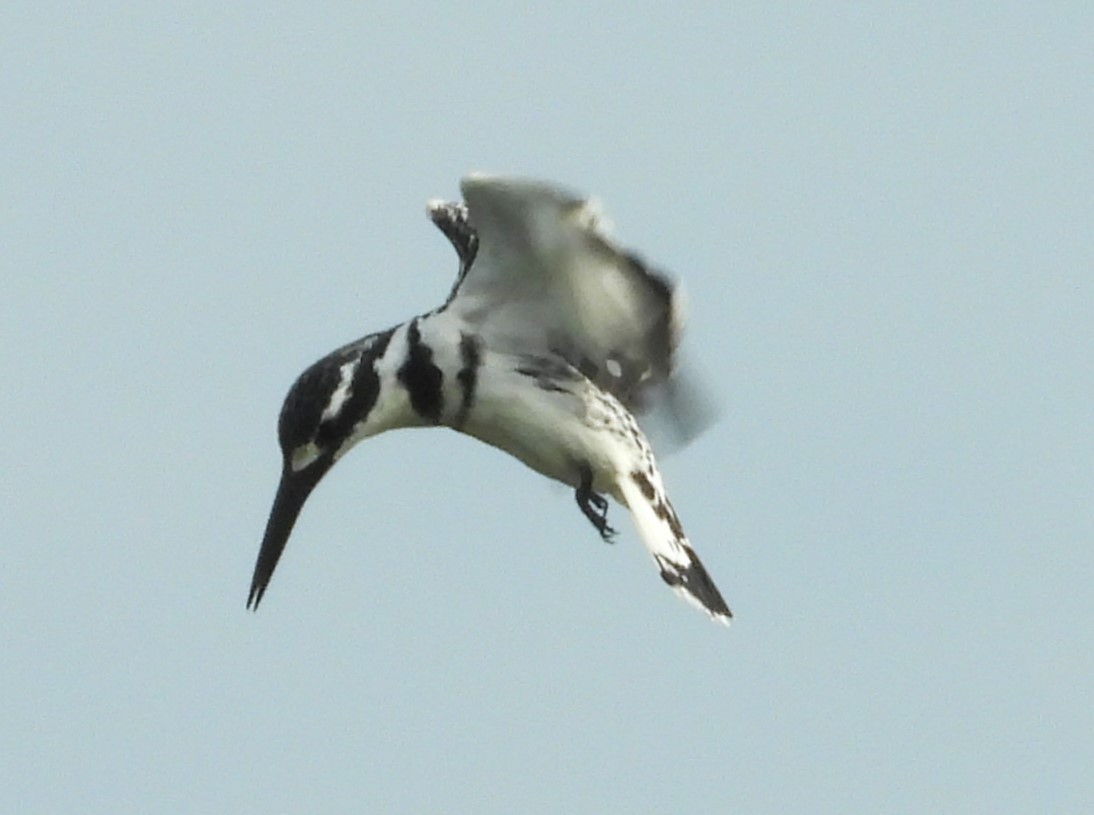 Pied Kingfisher - Morten Winther Dahl