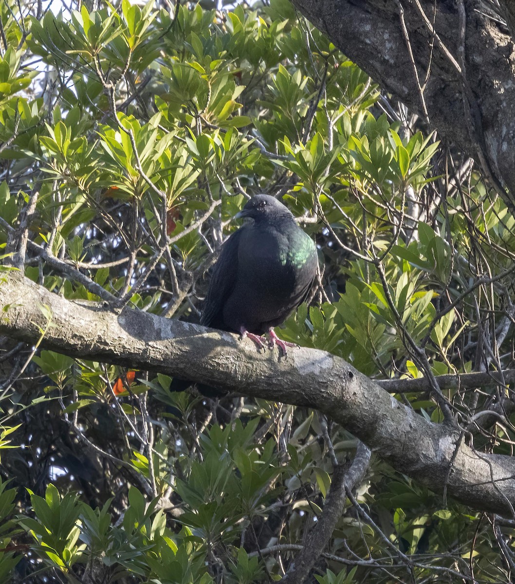Black Wood-Pigeon - ML615552006