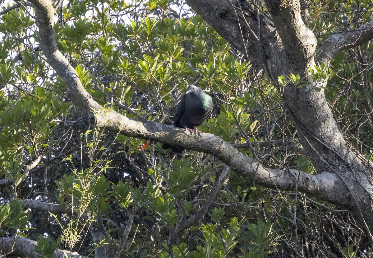 Black Wood-Pigeon - ML615552007