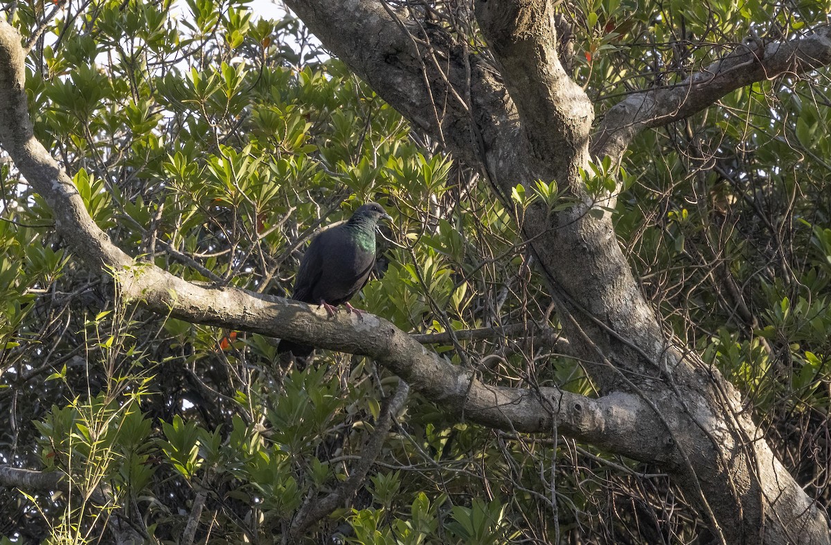 Black Wood-Pigeon - ML615552009