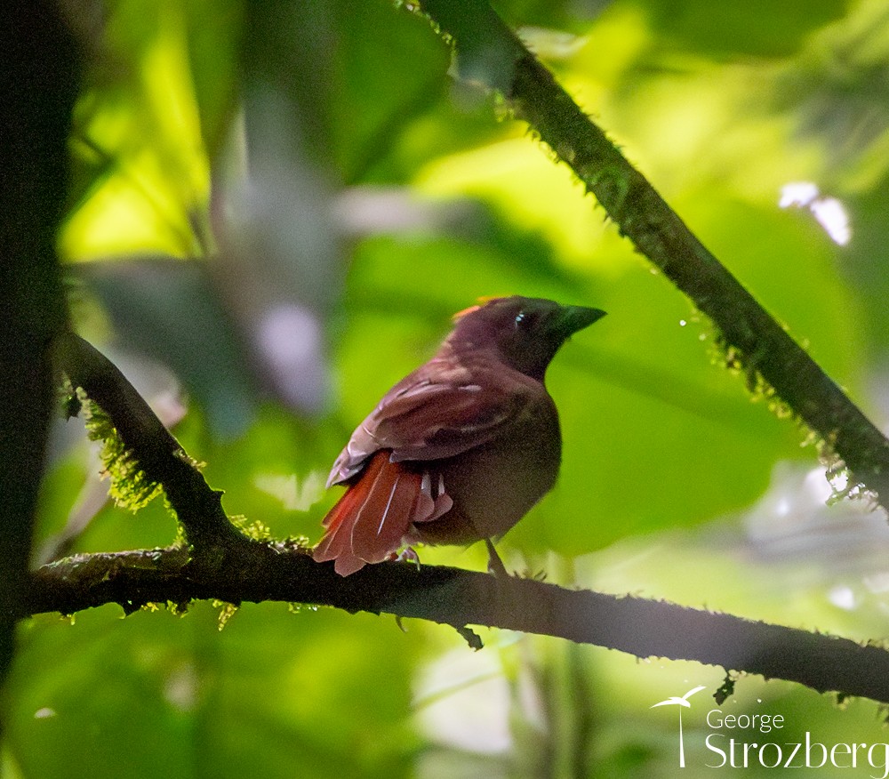 Red-crowned Ant-Tanager (Red) - ML615552010