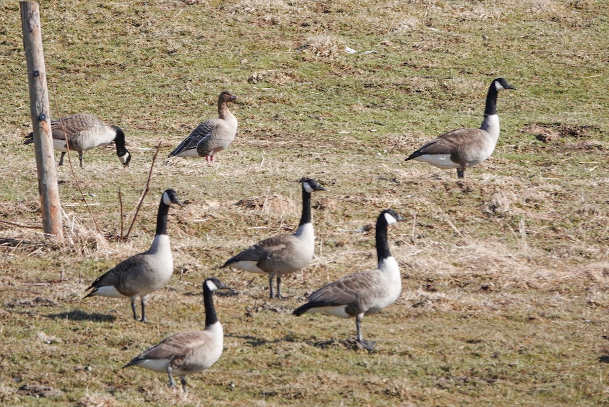 Pink-footed Goose - ML615552059